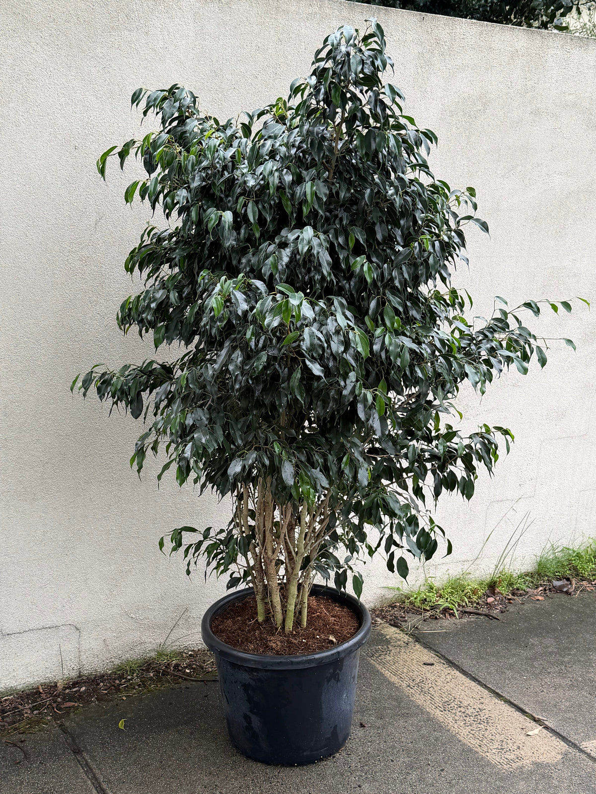 Large Ficus Benjamina 'Weeping Fig' in 40cm pot