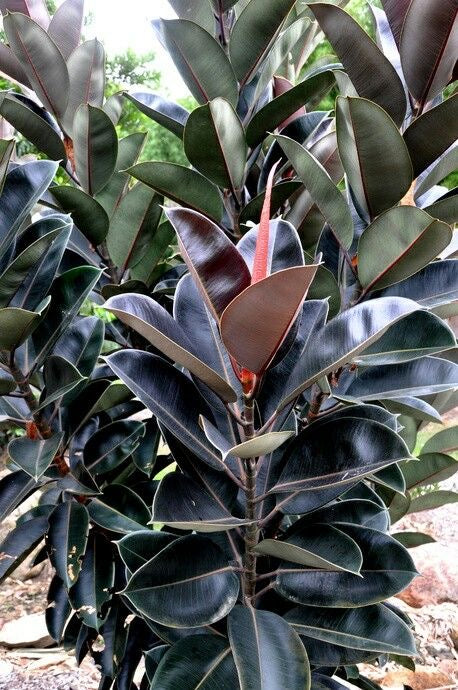 ficus burgundy rubber tree Ficus Elastica Rubber Plant Burgundy in 400mm pot – Botanicah