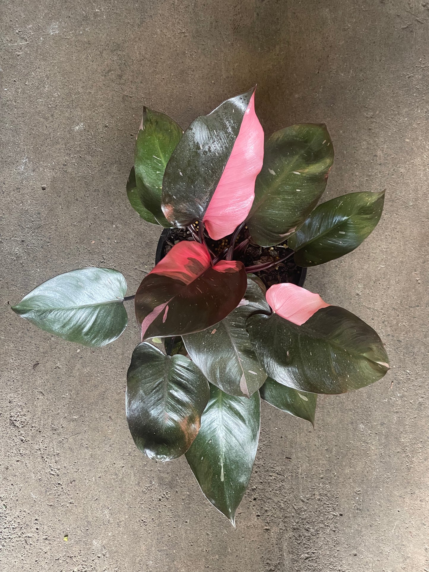 Philodendron Pink Princess