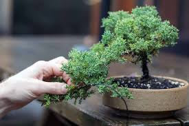 Bonsai Class for Beginners - 27th of April Sunday 10 am to 11:30am