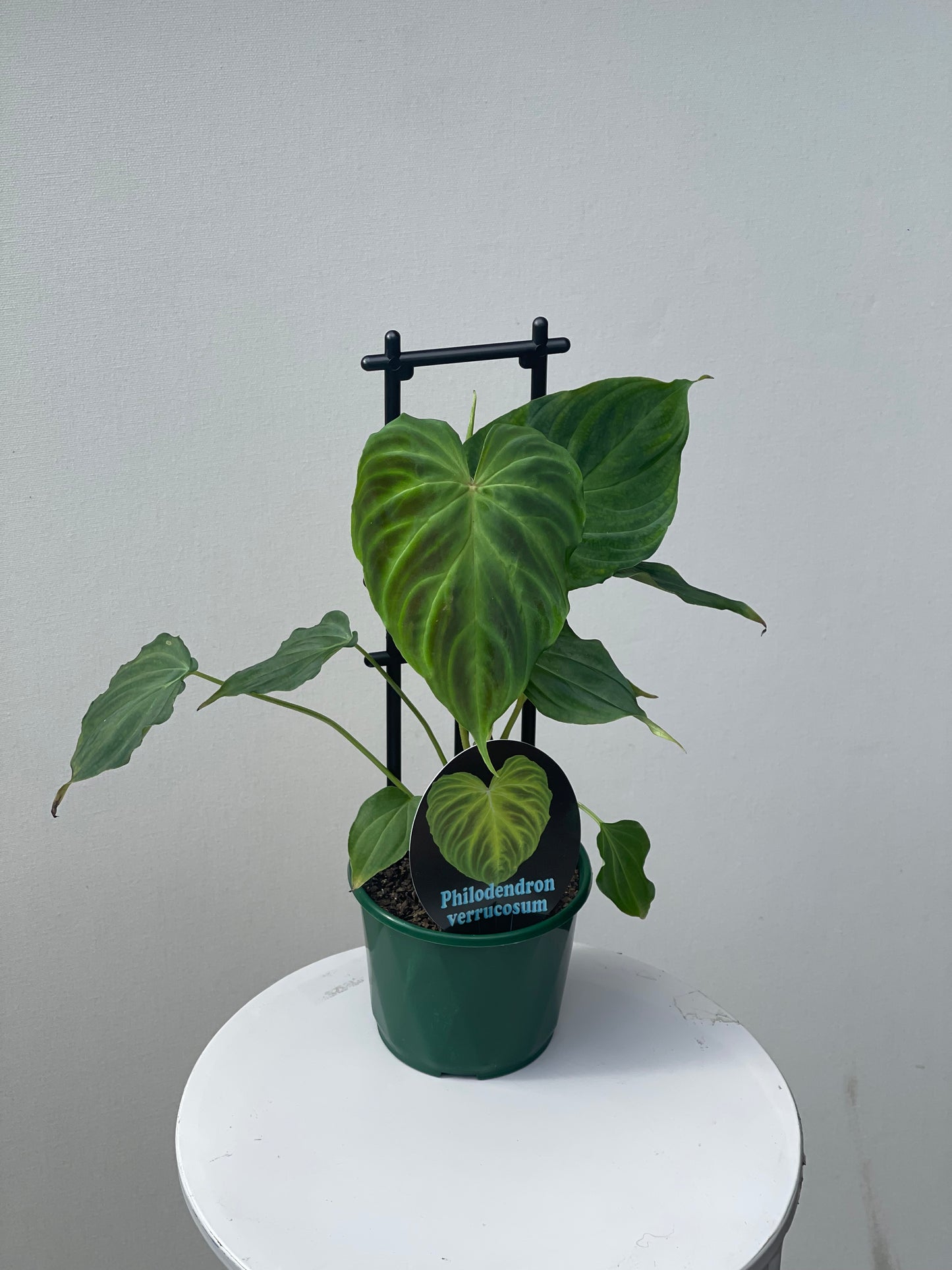 Philodendron verrucosum