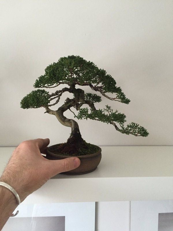 Bonsai Class for Beginners - 14th of September Sunday 10am to 11:30am