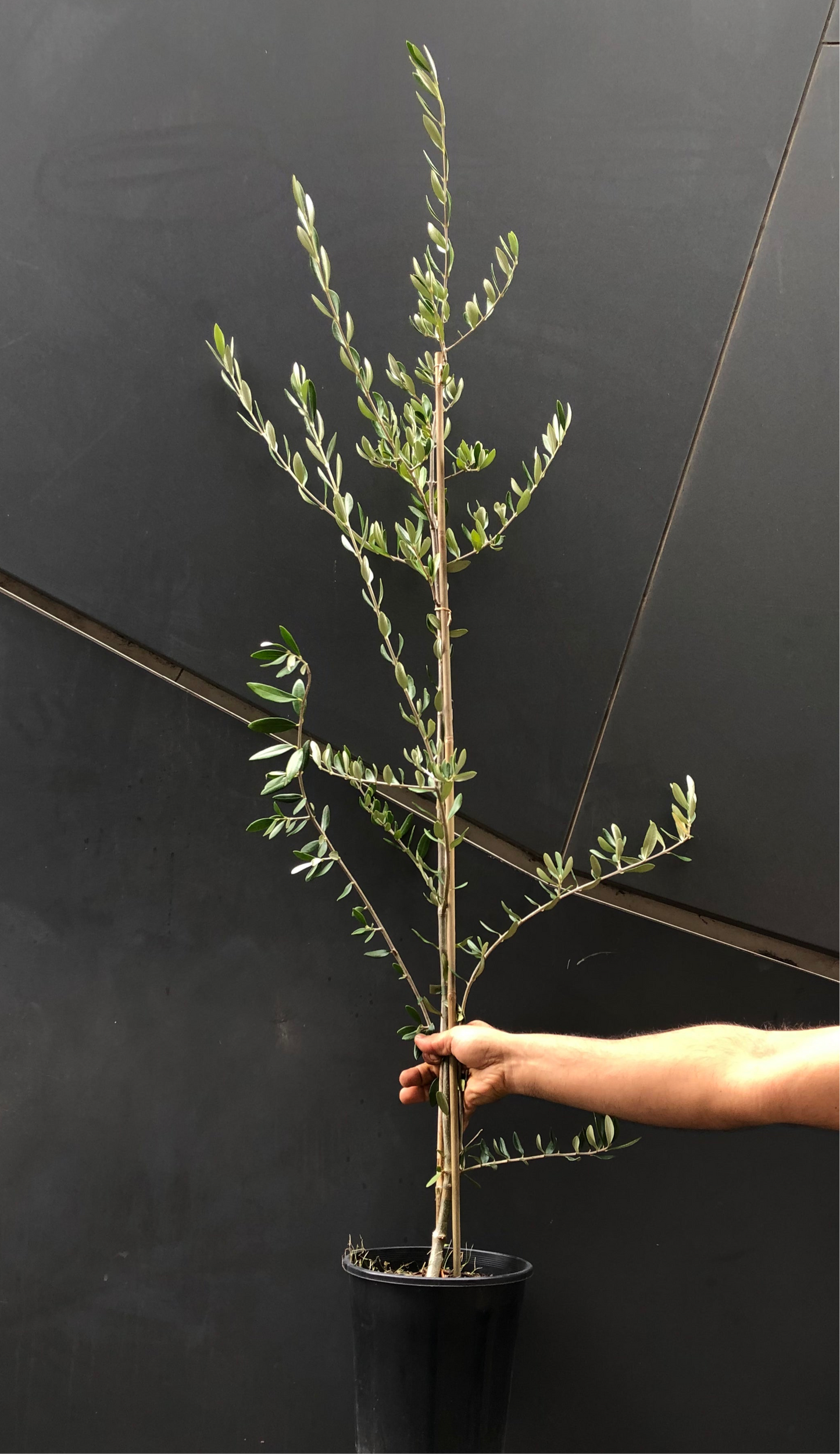 Olive tree on Mega Sale in 20cm pot from 1 to 1.5 metres tall