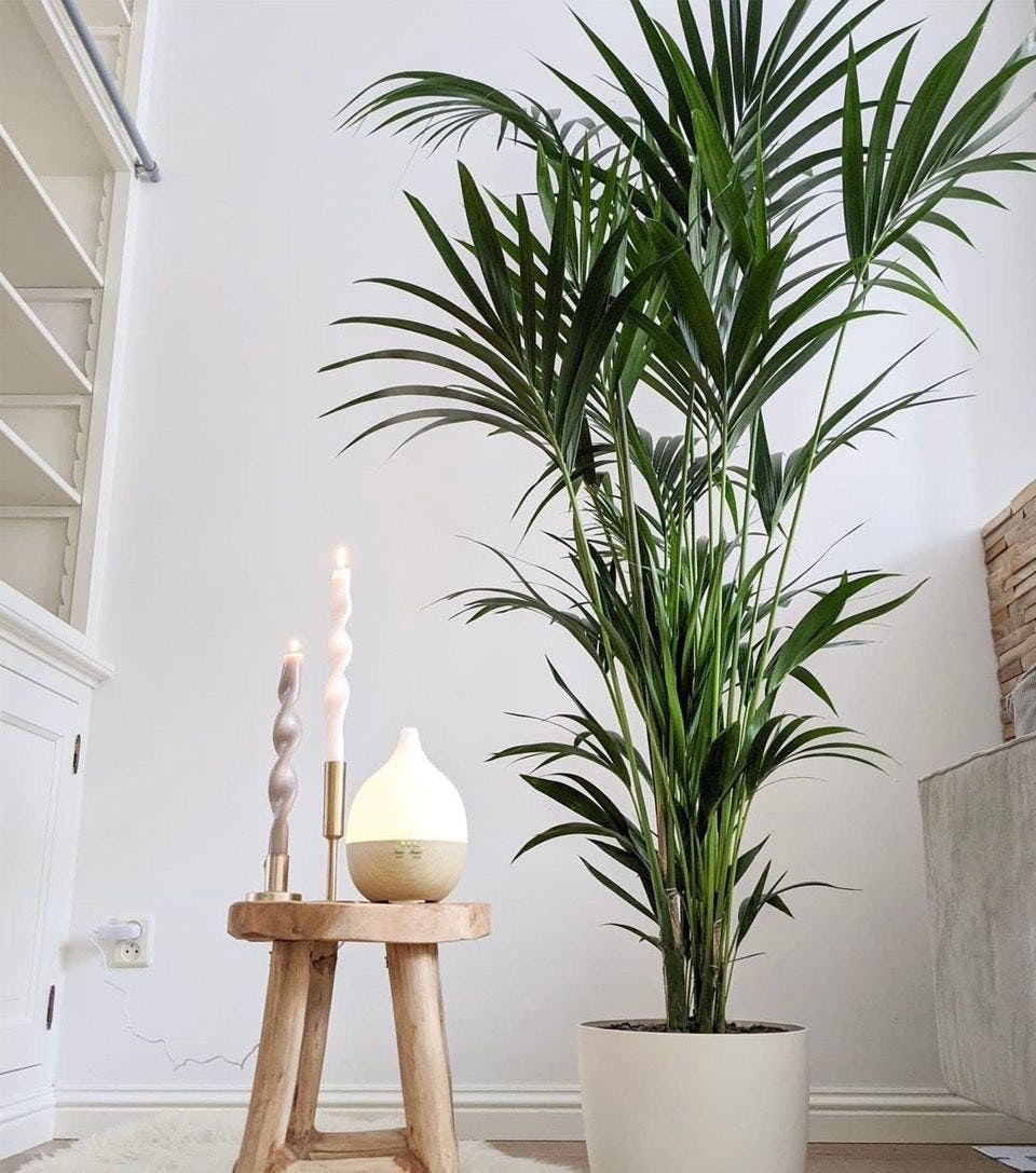 Kentia Palm in 300mm pot
