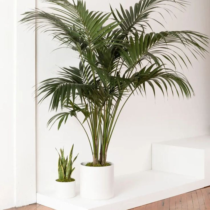 Kentia Palm in 300mm pot