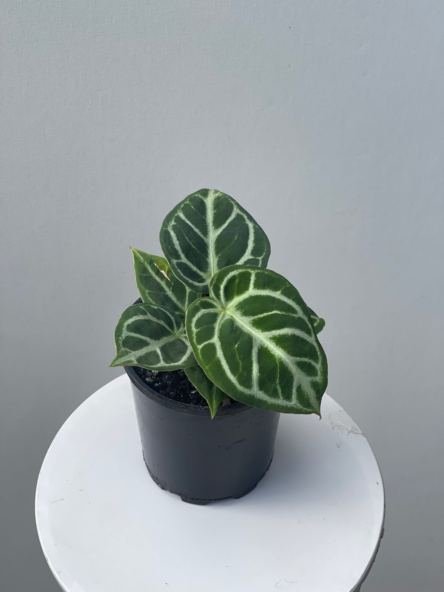 Anthurium Dorayaki