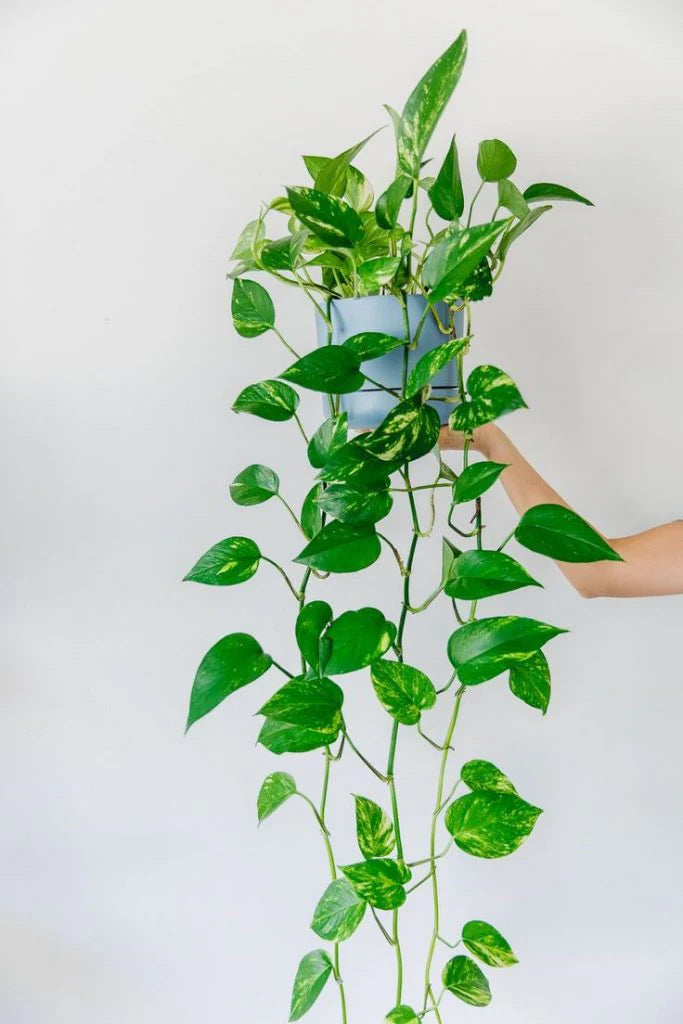 Devils ivy basket long trailing in 200mm On Sale