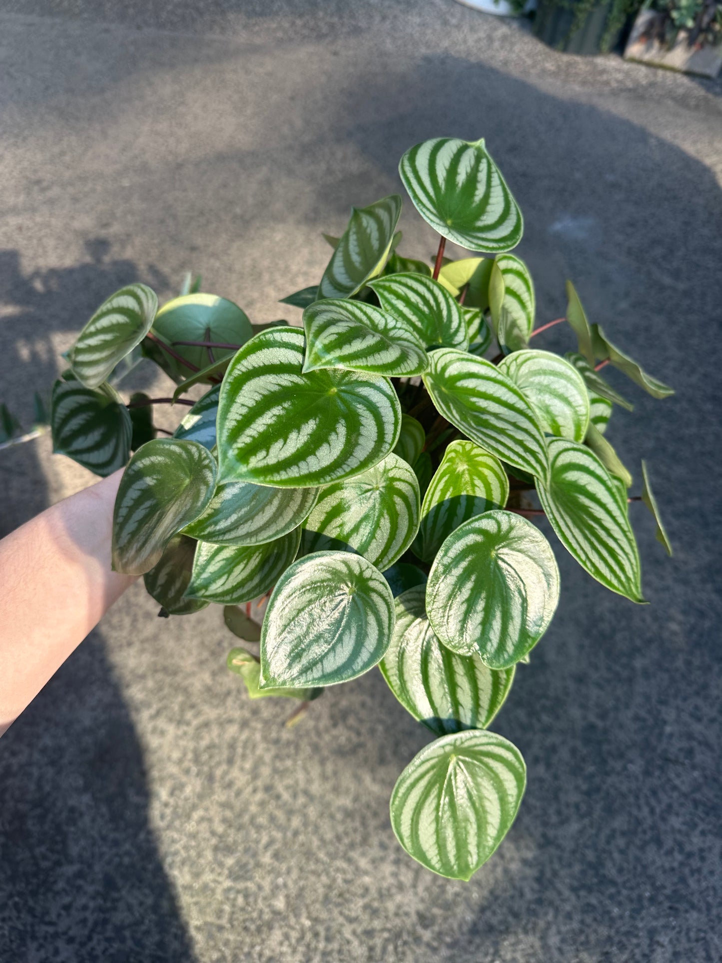 MEGA SALE Peperomia ‘Watermelon’ in 20cm Pot