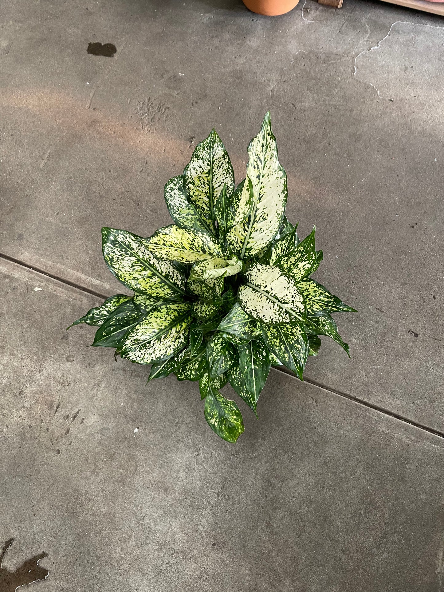 Chinese evergreen
