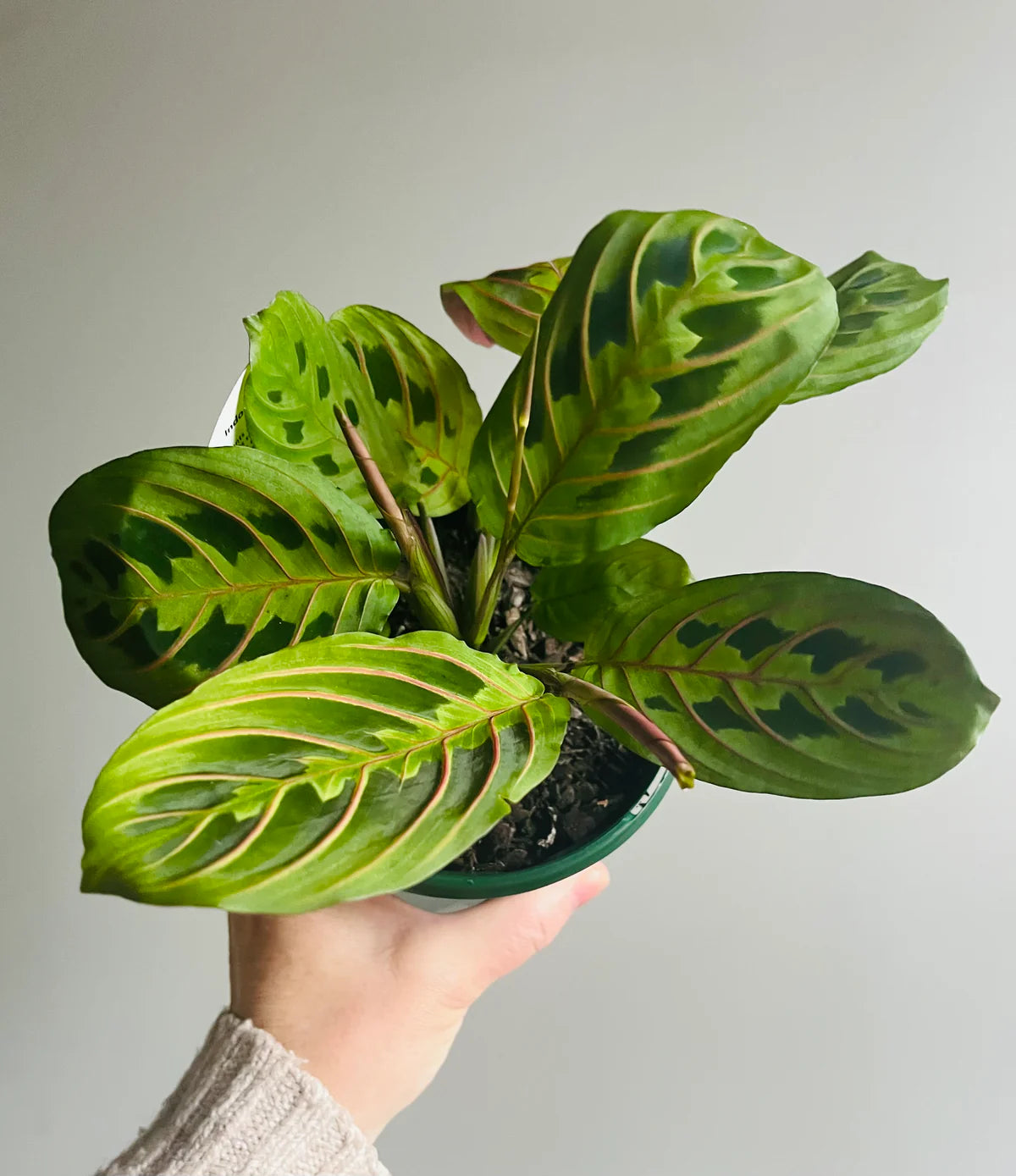 maranta leuconeura cv prayer plant Maranta Leuconeura 'Red Vein Prayer Plant' - 120mm pot – Botanicah