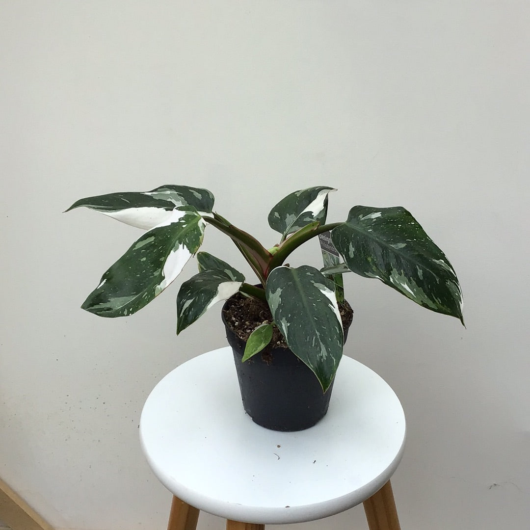 Philodendron White Princess - 120mm pot