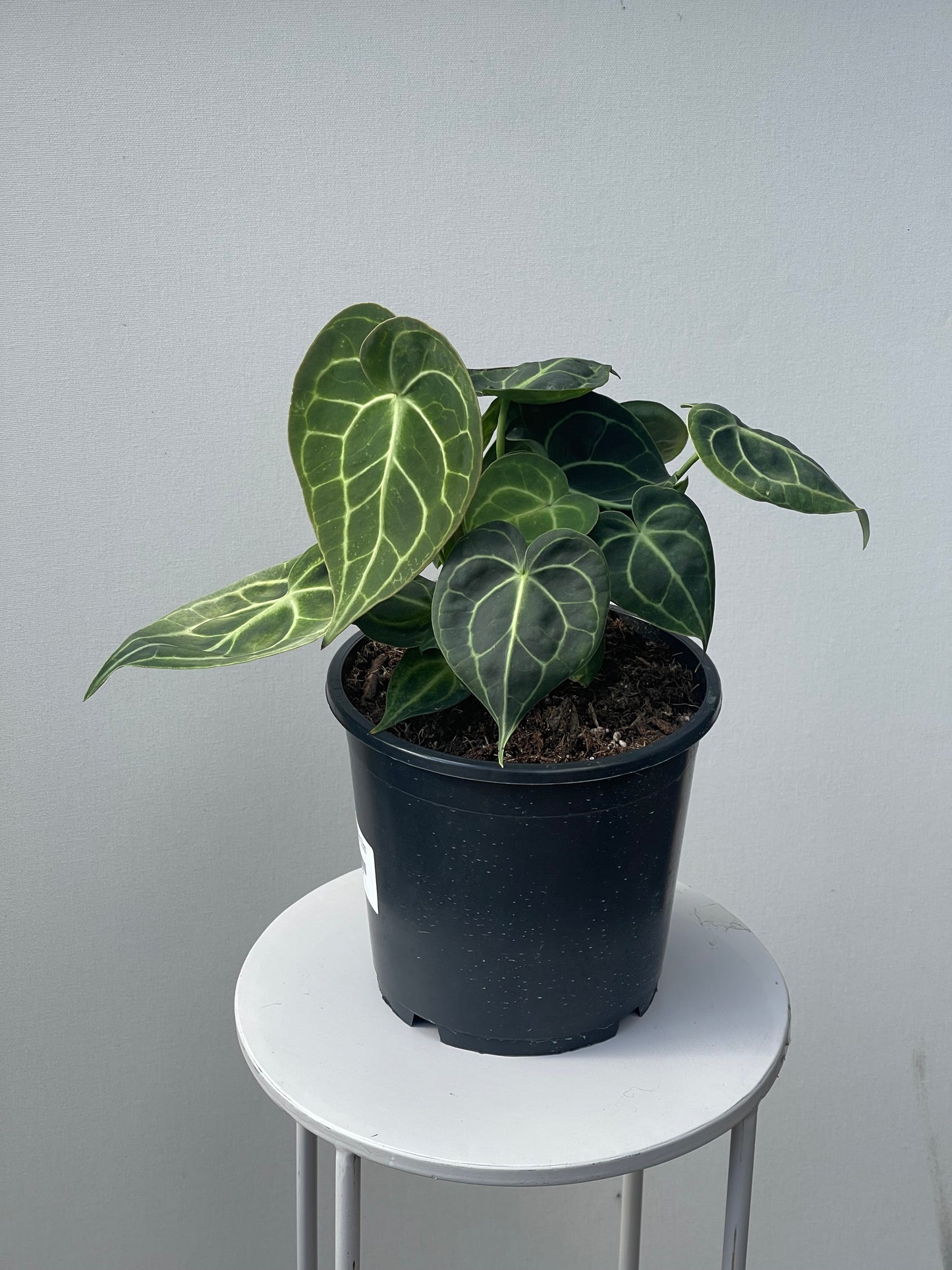 Anthurium clarinervium