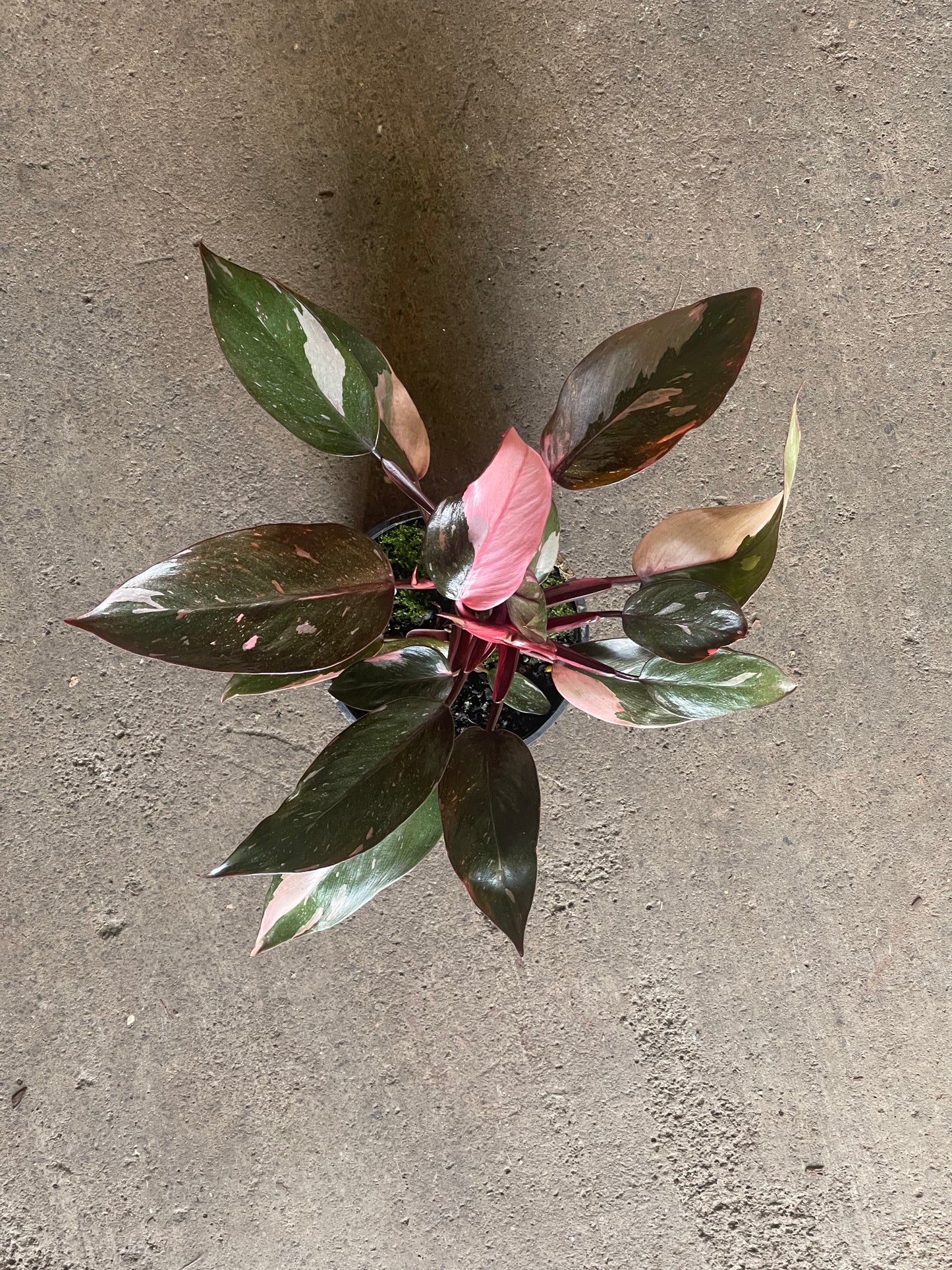 Philodendron Pink Princess