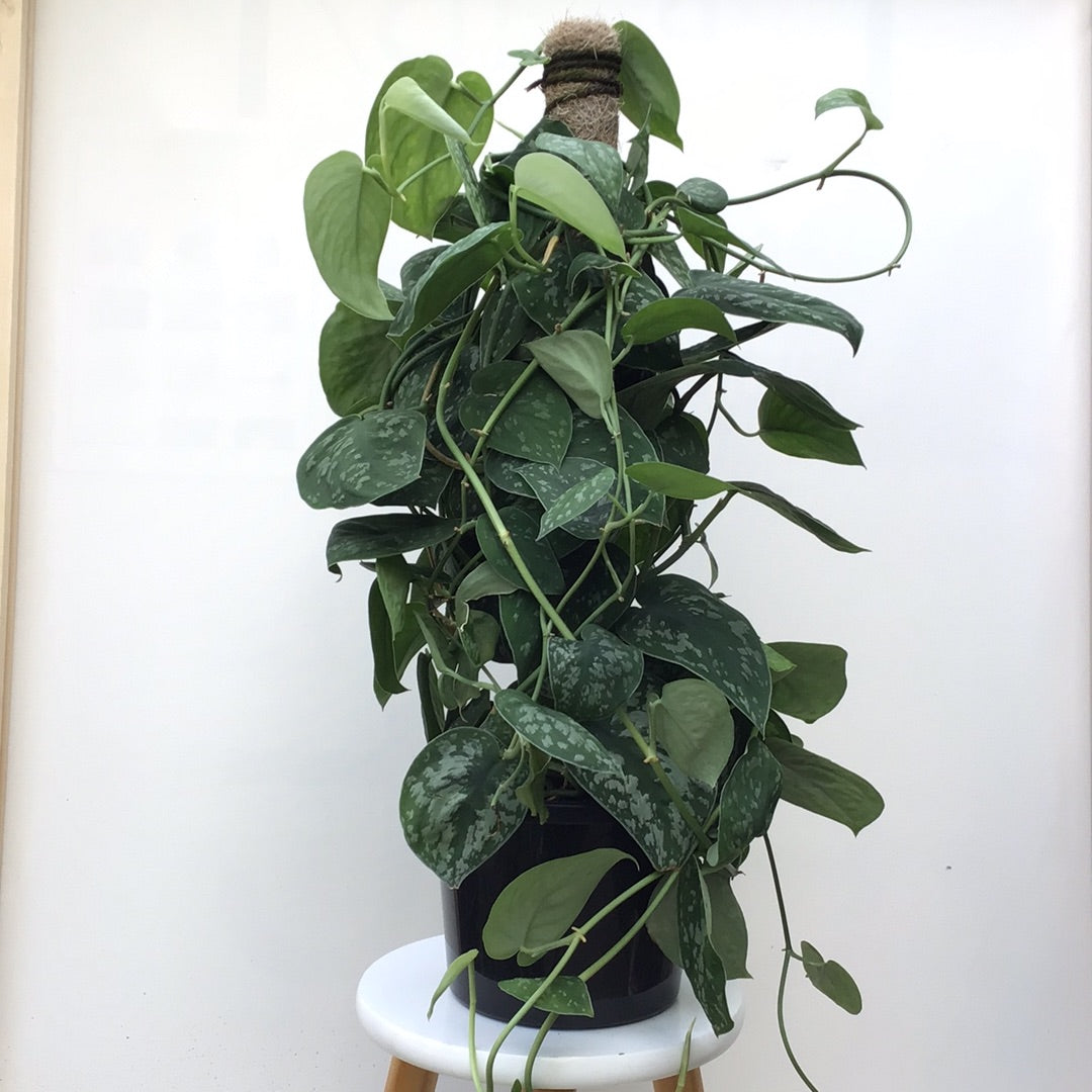 Silver pothos