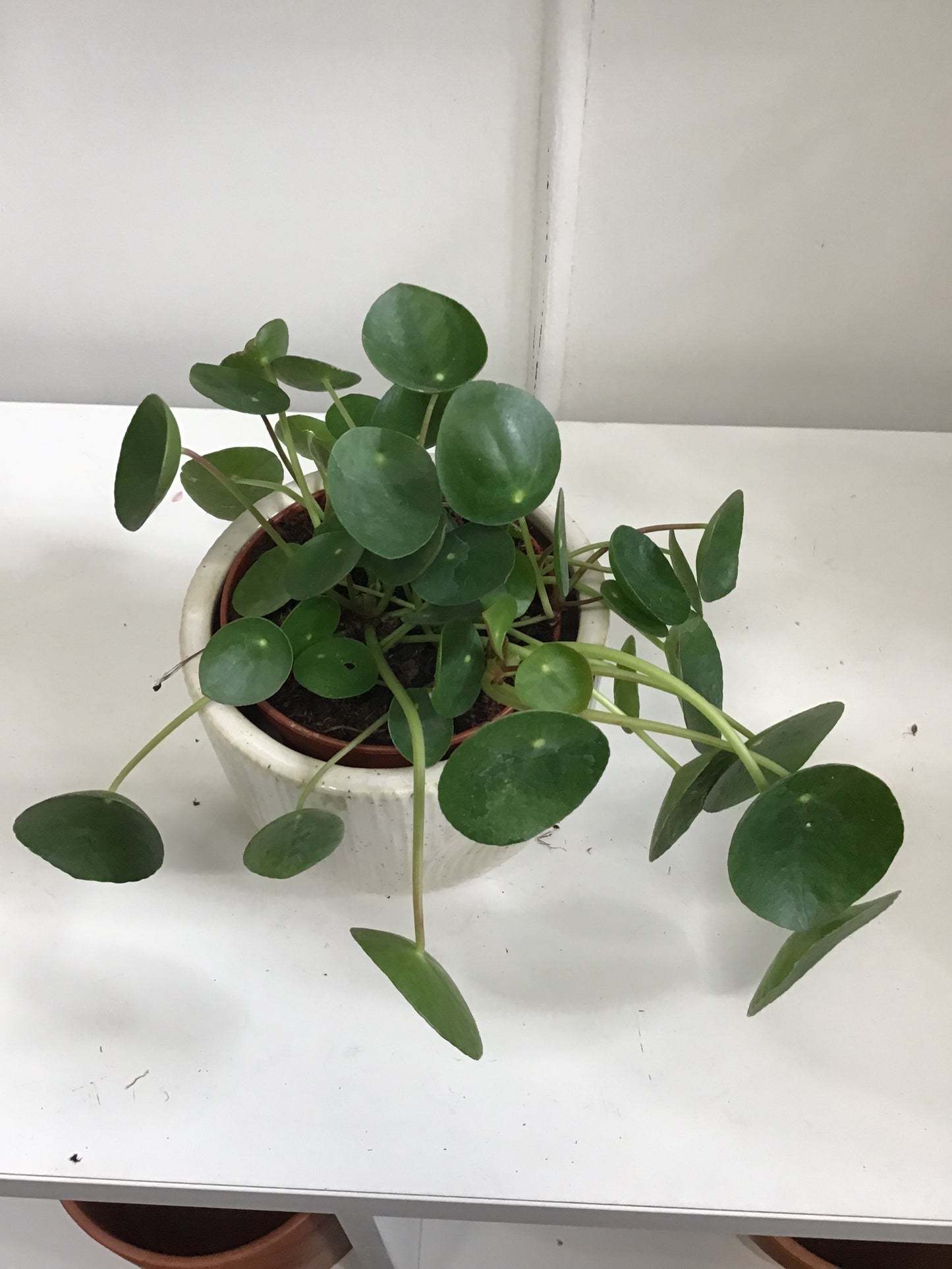 Chinese money plant