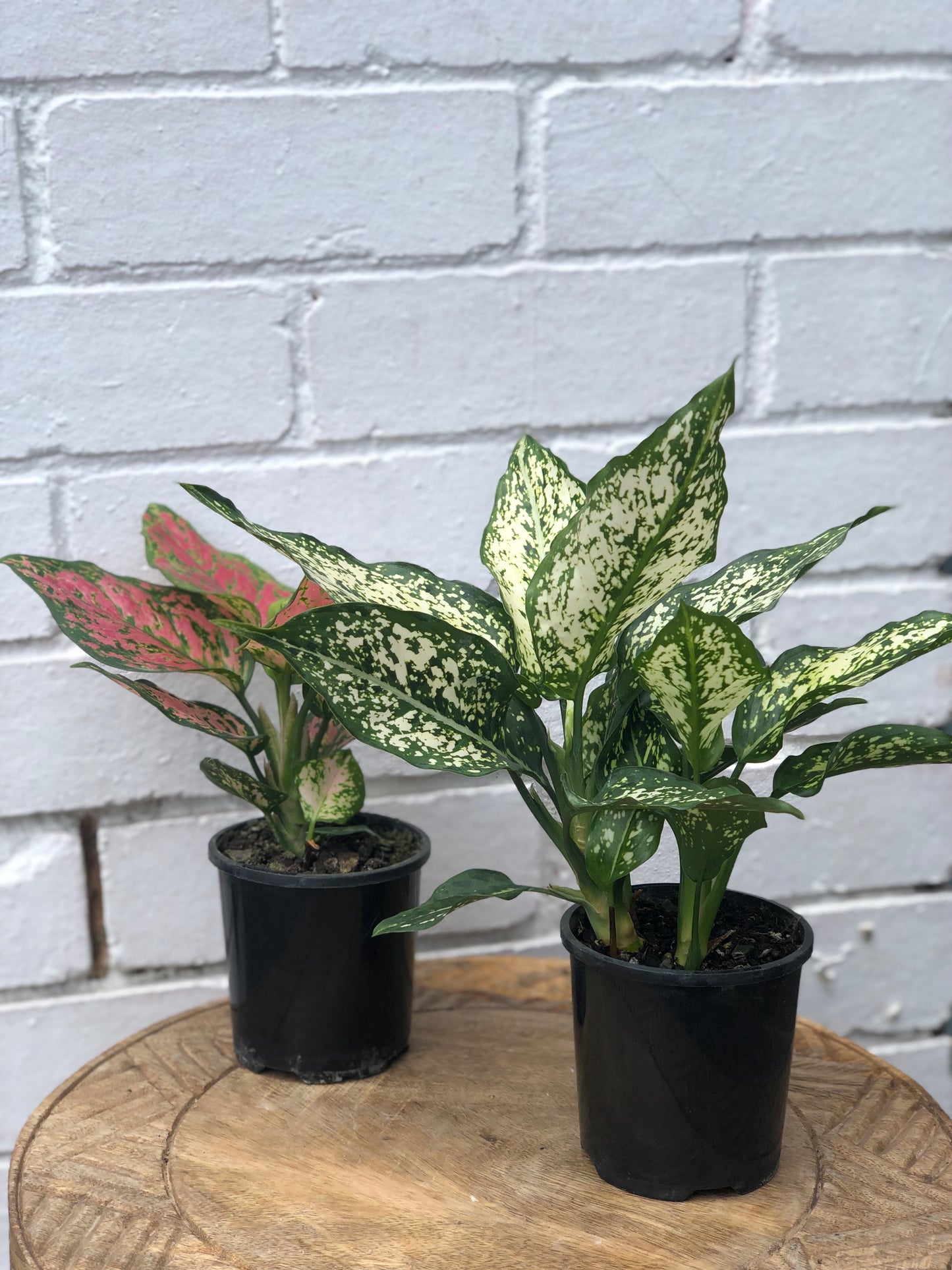 Chinese evergreen