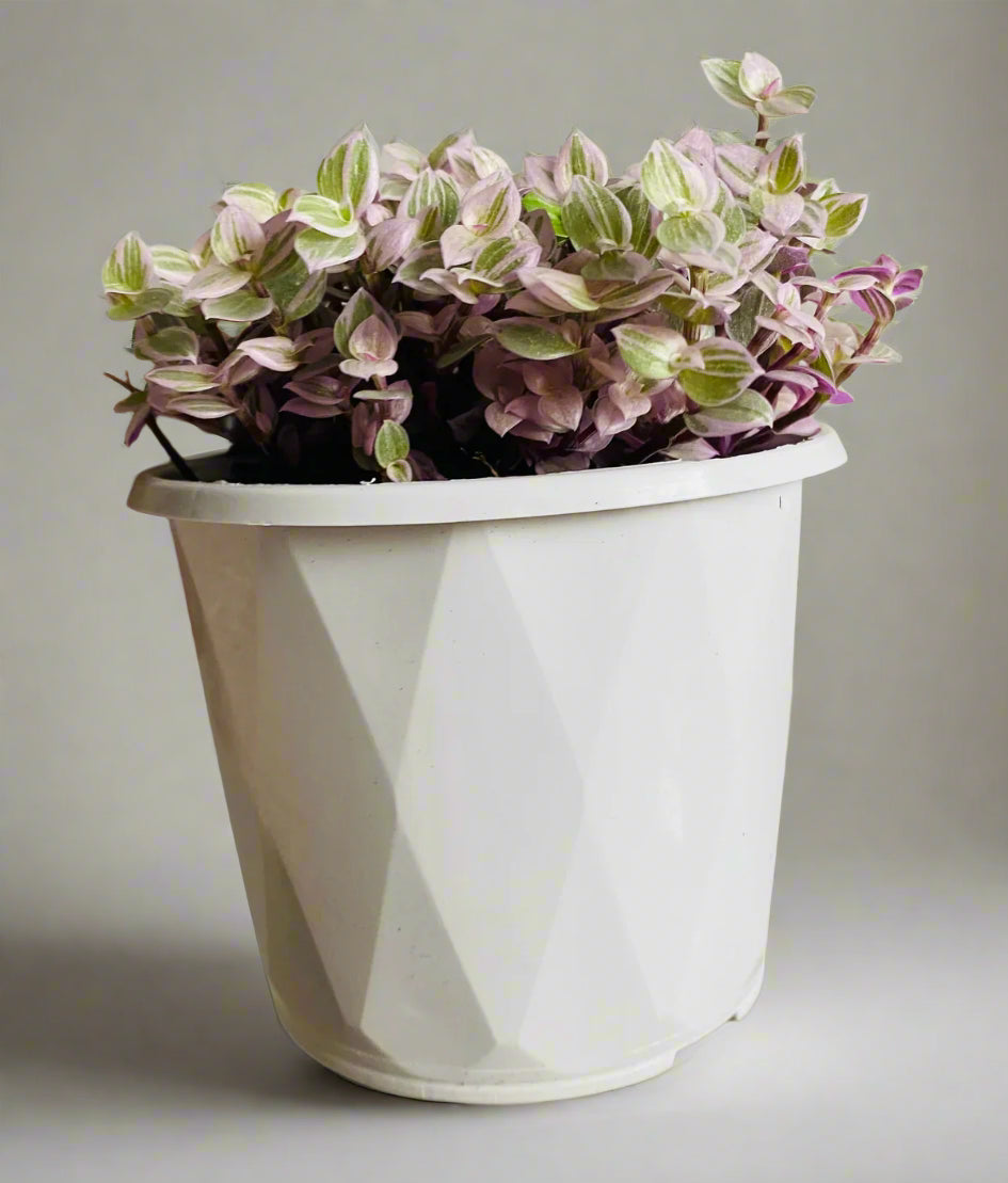 Callisia Repens ‘Pink Lady’
