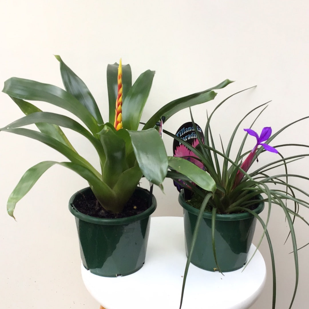 Bromeliad
