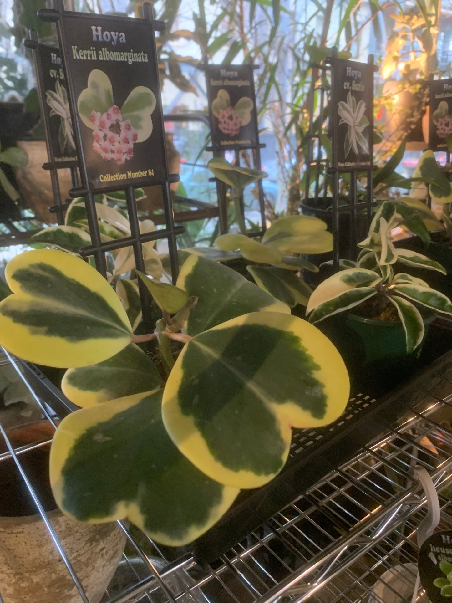 Hoya Kerri Variegata in 100mm Pot