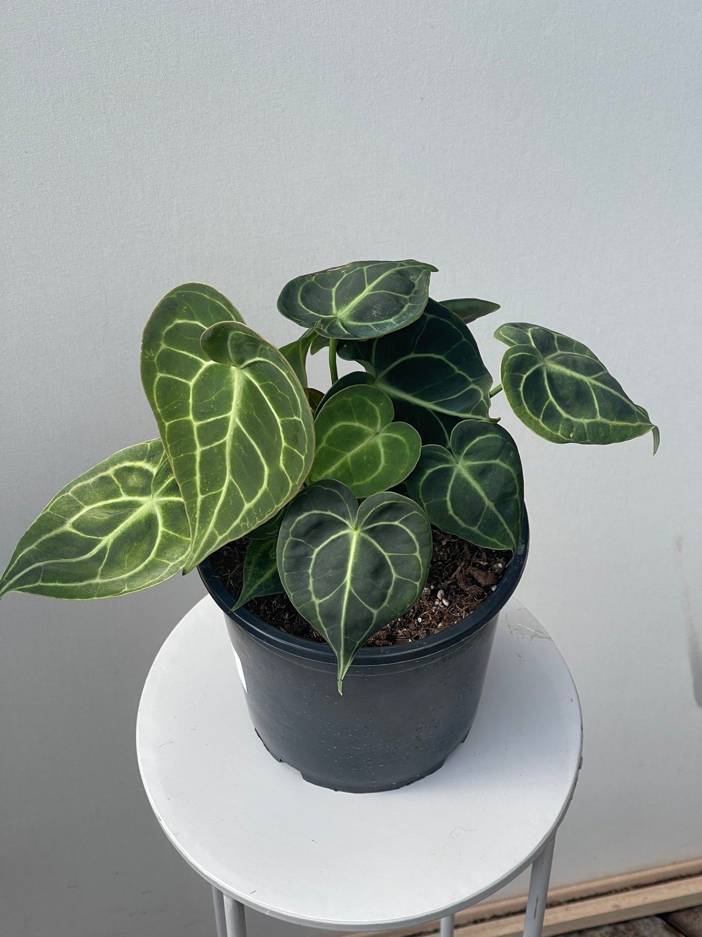Anthurium clarinervium