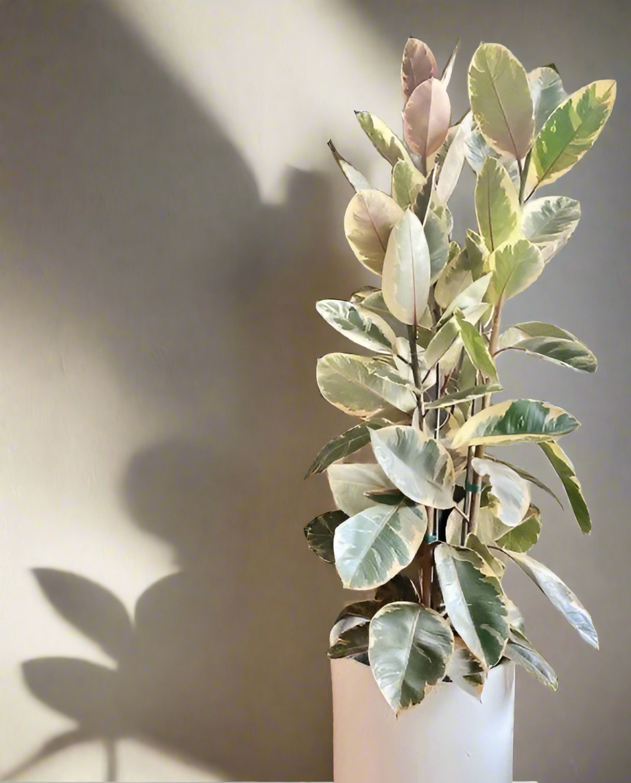 Ficus Elastica Rubber Plant Tineke in 400mm pot