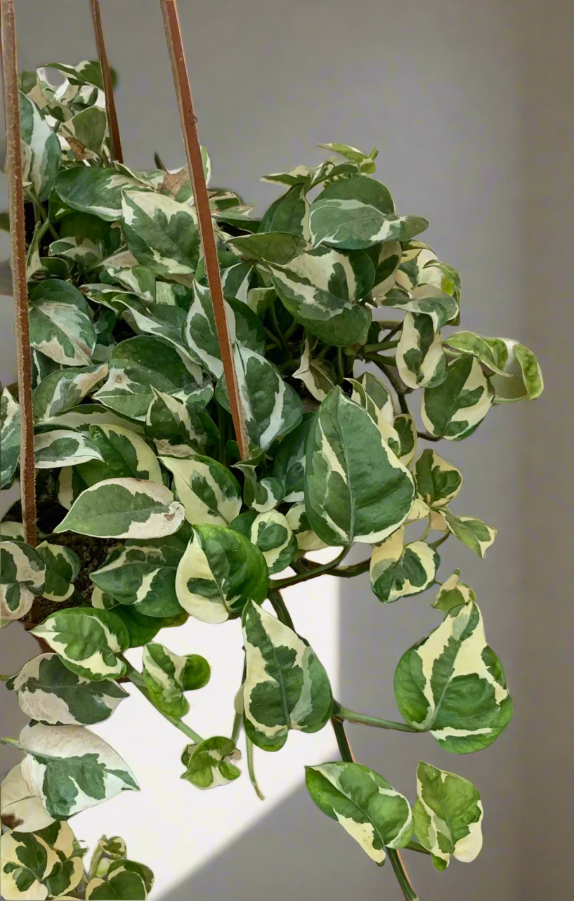 Snow Queen Pothos Hanging Basket in 180-200mm Pot