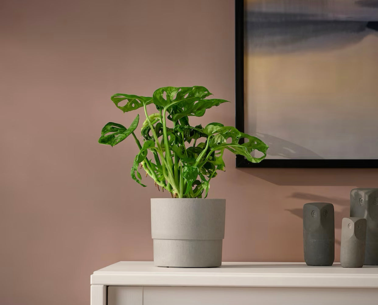 Monstera Adansonii 'Swiss Cheese Plant' in 120-140mm pot