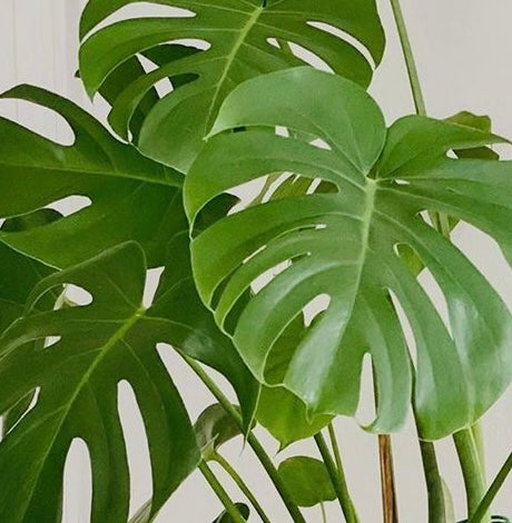 Monstera in 200mm pot
