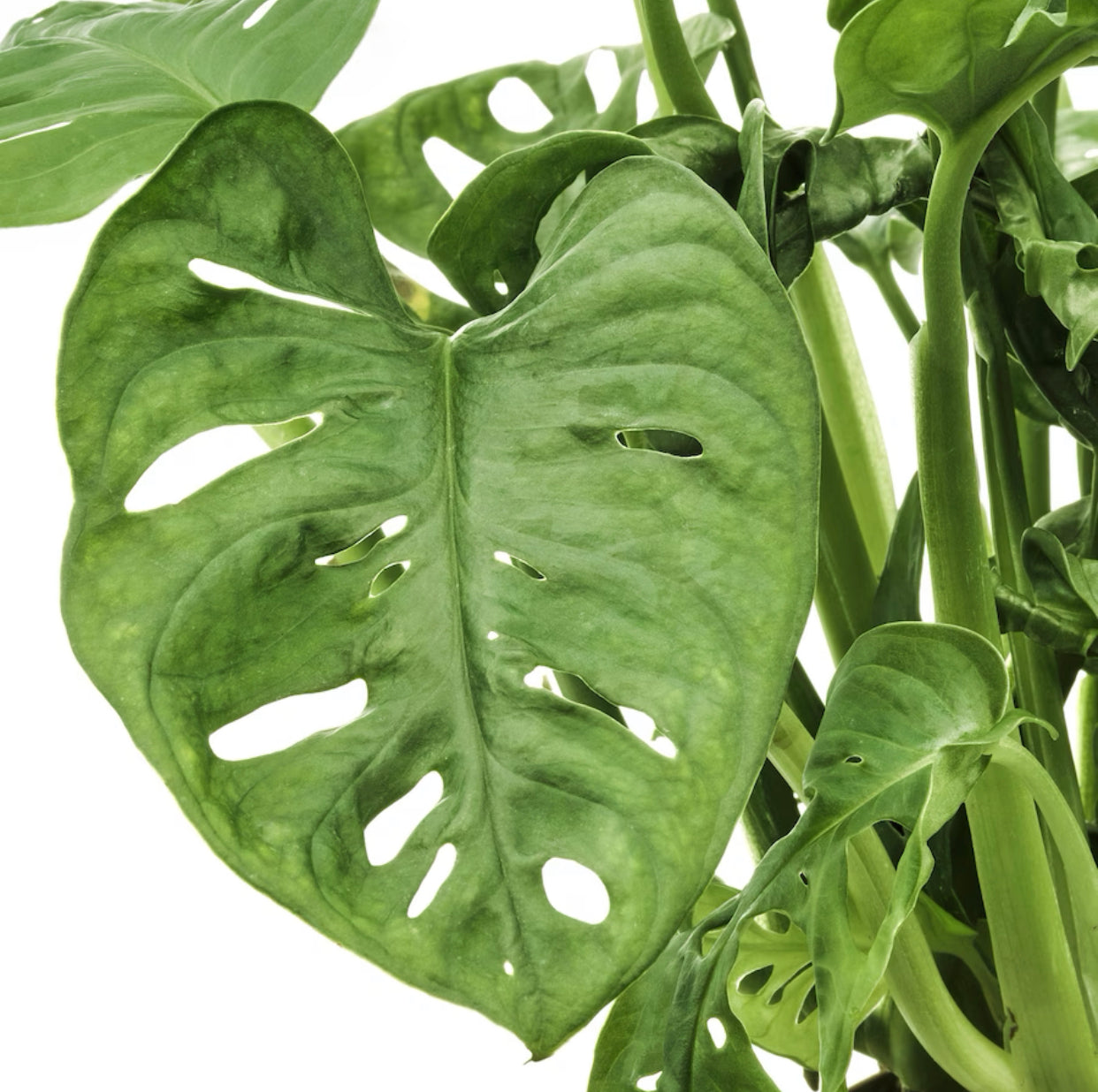 Monstera Adansonii 'Swiss Cheese Plant' in 120-140mm pot