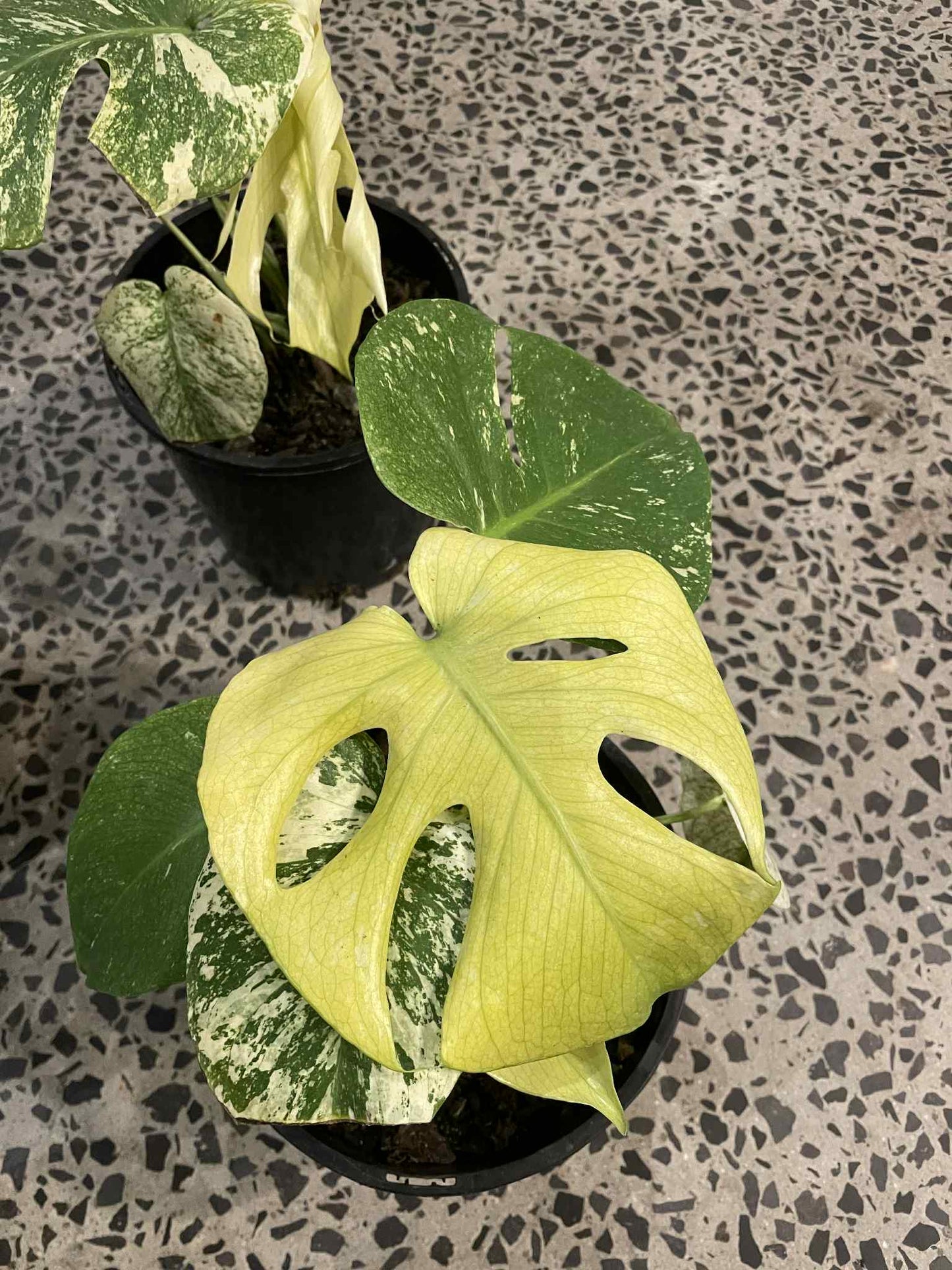 Mint Monstera Variegata on Mega Sale
