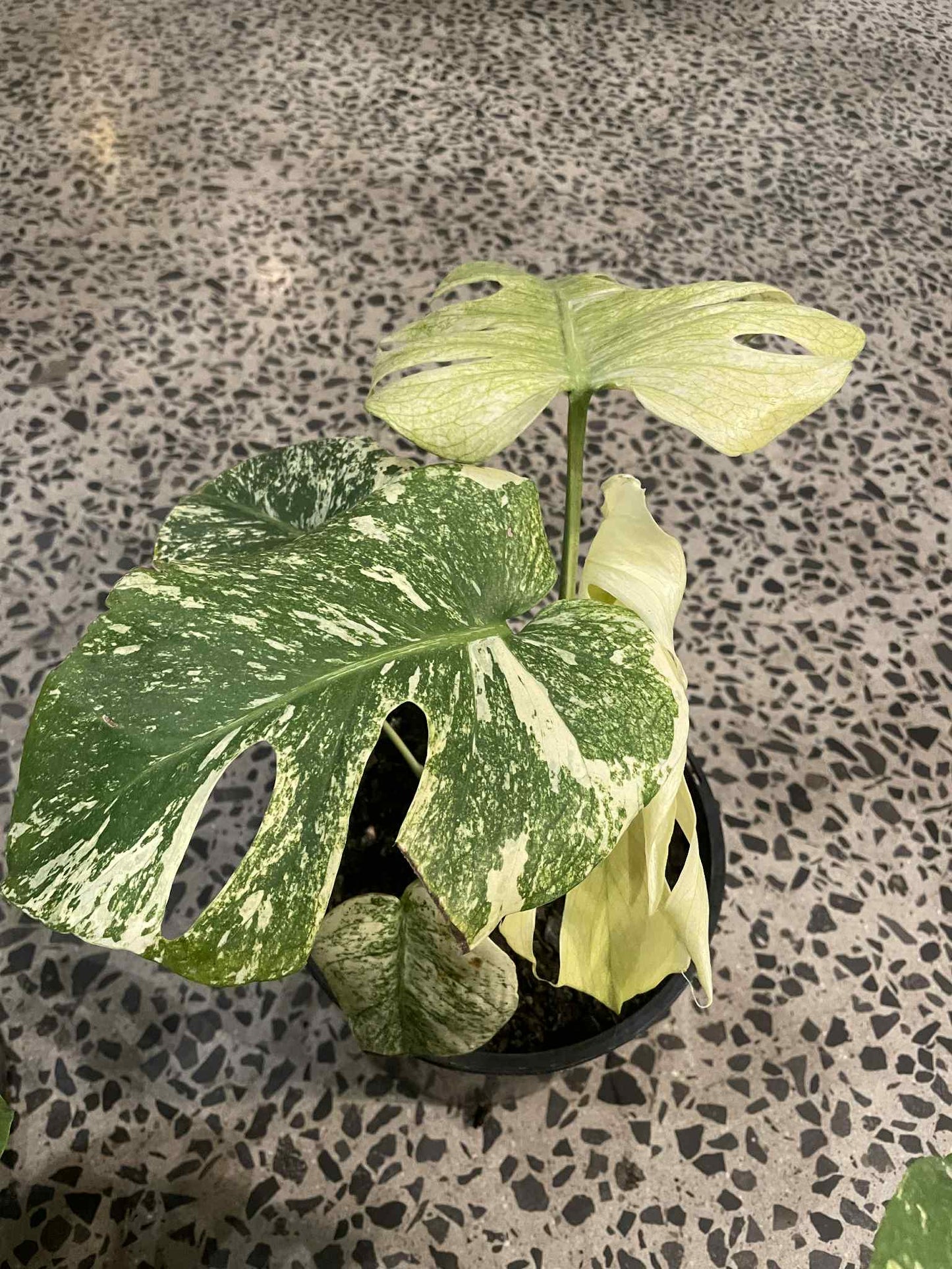 Mint Monstera Variegata on Mega Sale