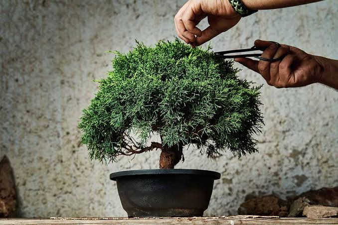 Bonsai Class for Beginners - 6th of April Sunday 10am - 11:30am