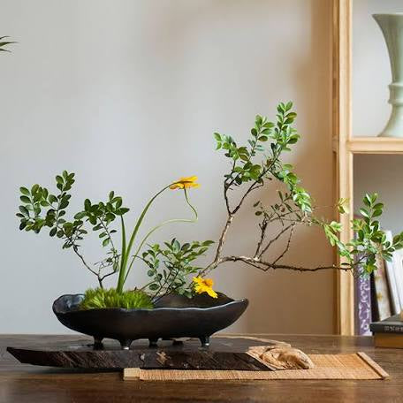 Bonsai Class for Beginners - 20th of Jan Saturday 10am - 12pm