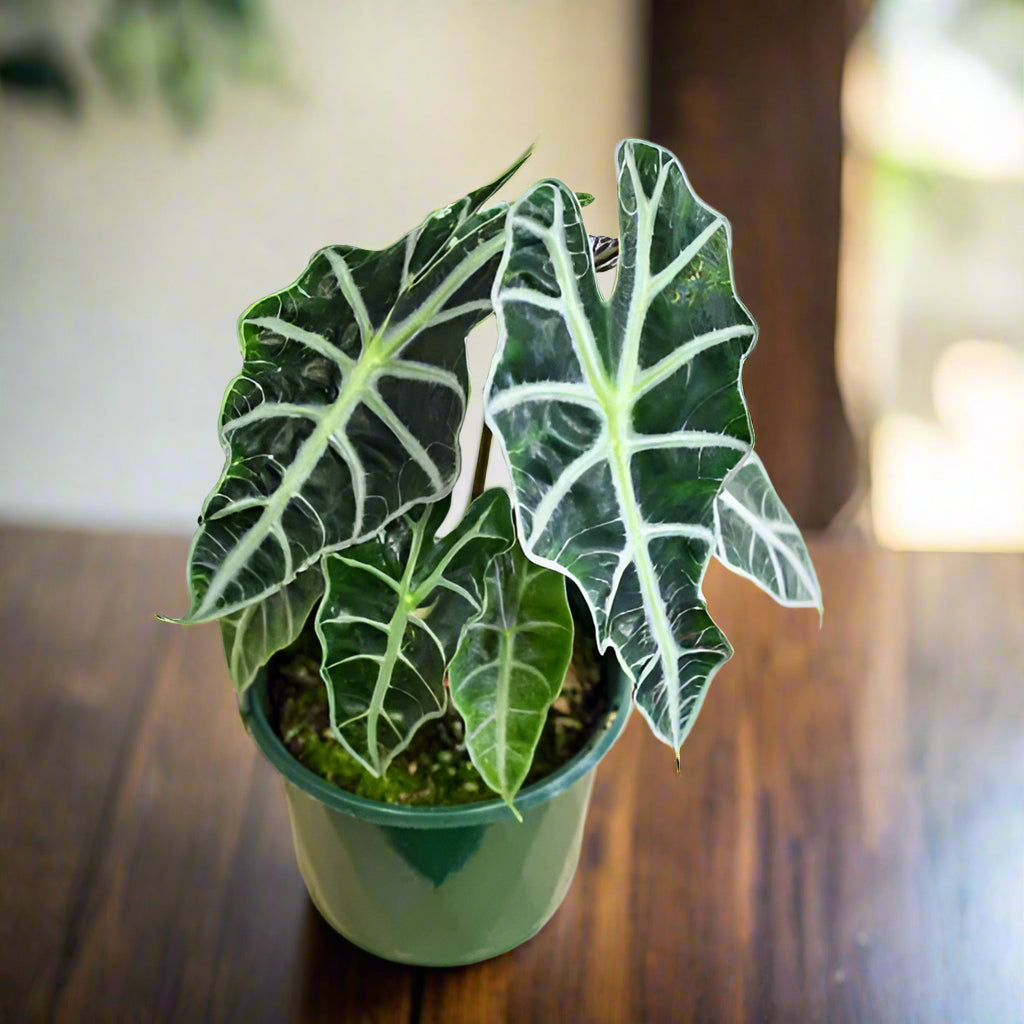 Alocasia Amazonica ‘Dwarf Form’ - 120mm pot