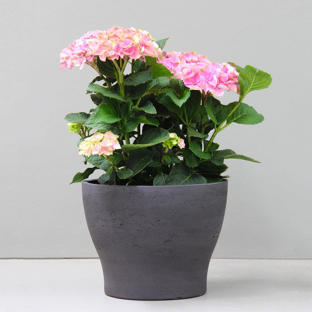 Olive Planter Large in Natural Colour