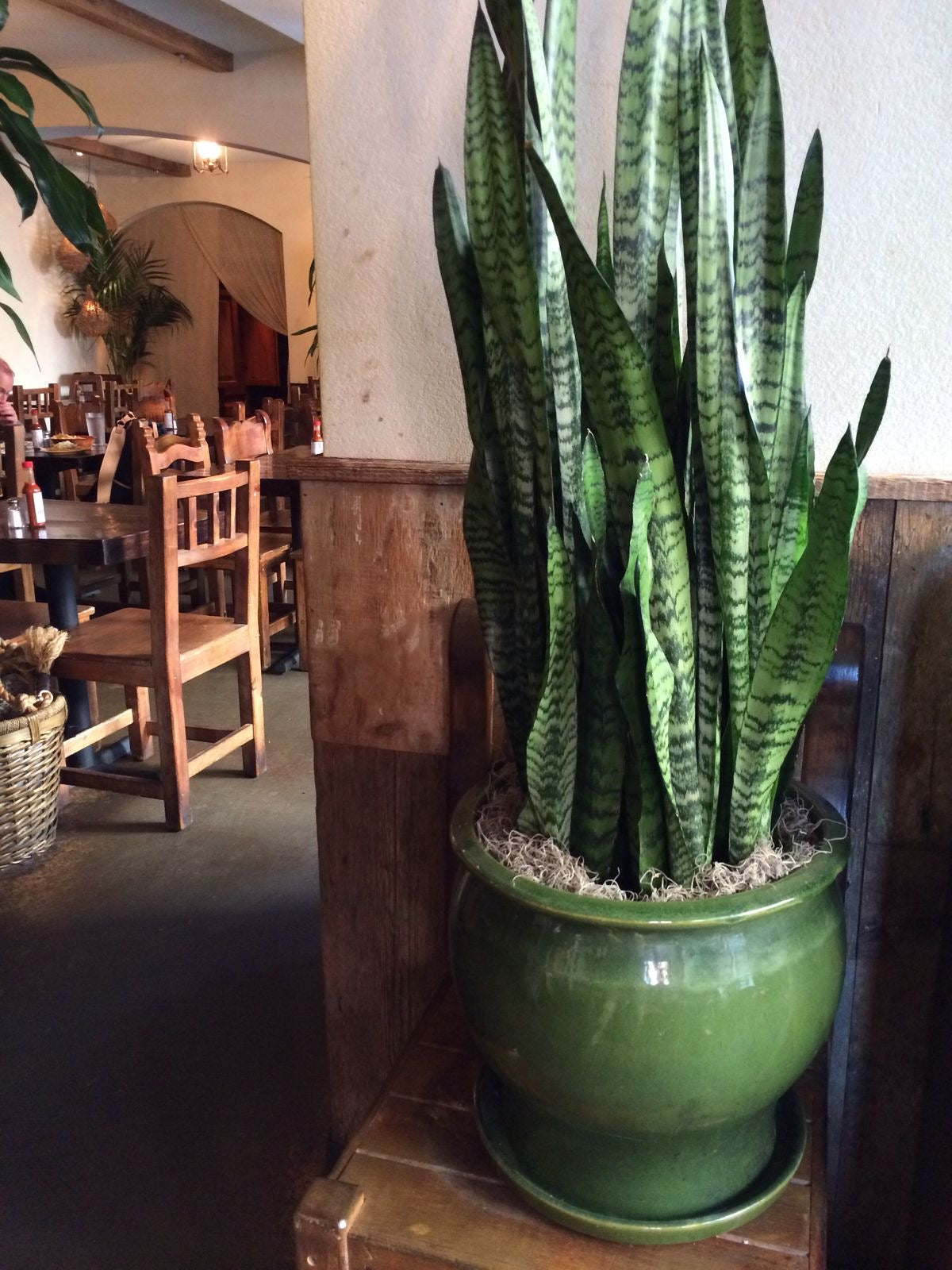 Snake Plant / Mother in Law’s tongue in 300mm pot