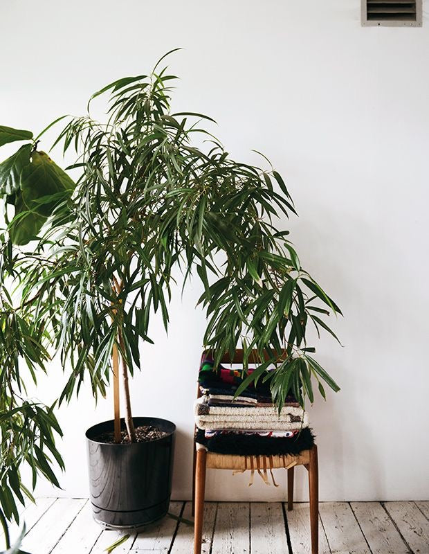 Ficus Alii in 30cm pot