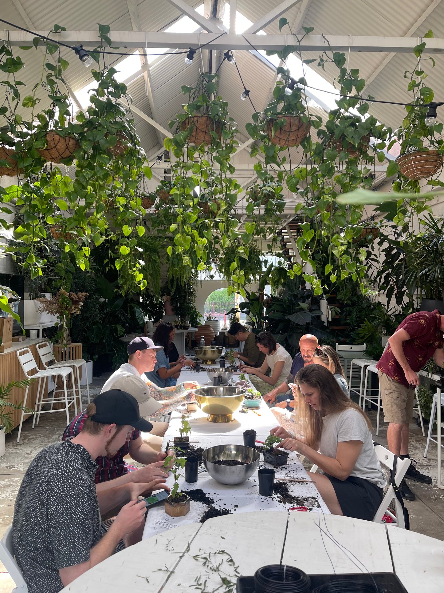 Bonsai Class for Beginners - 14th of September Sunday 10am to 11:30am