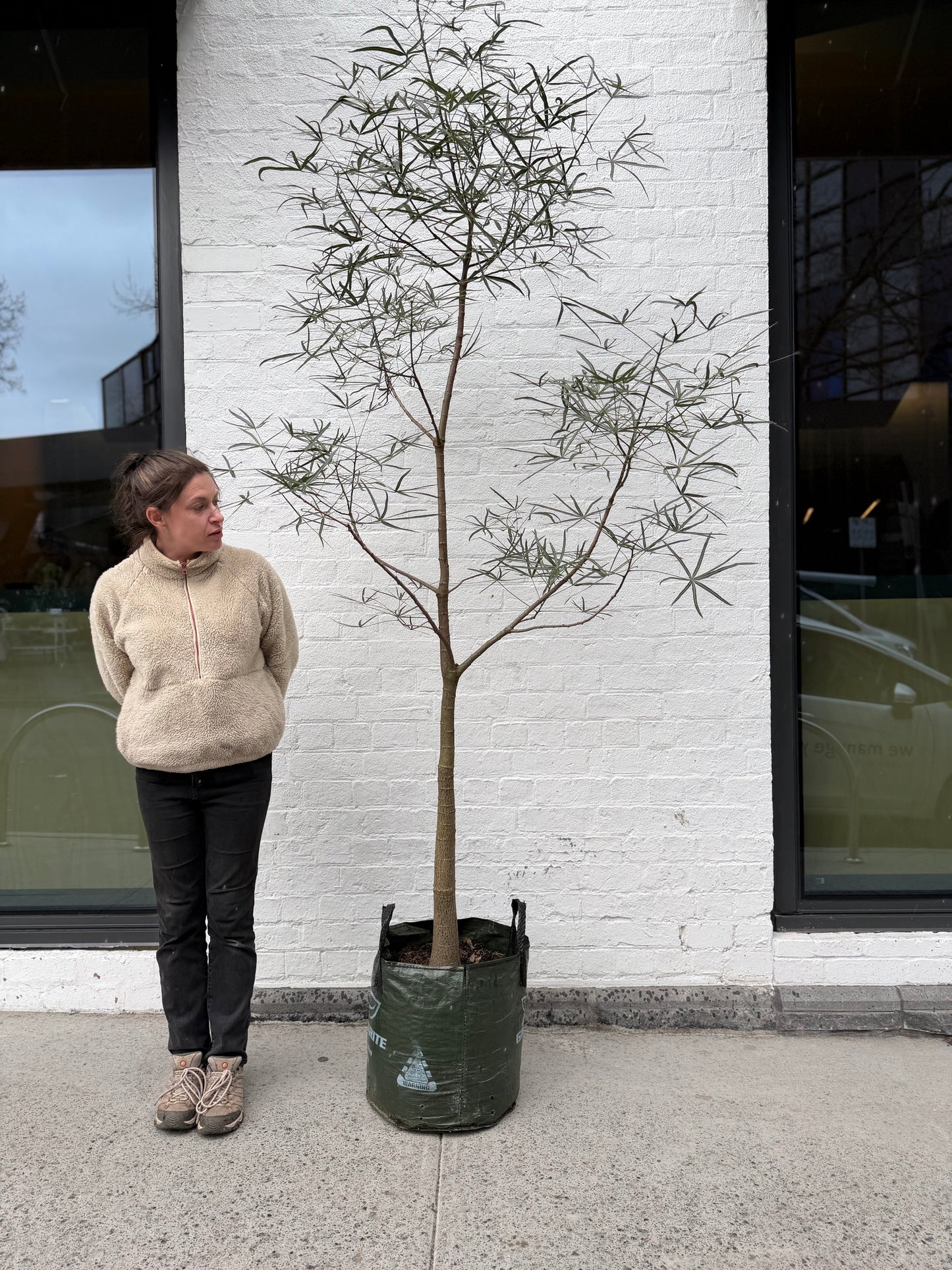 Extra Large QLD Bottle Tree 2m+ Tall