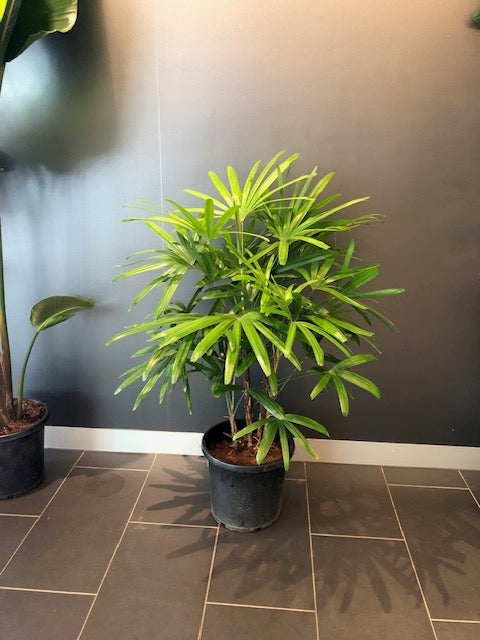 Rhapis excelsa - Lady Palm in 300mm pot