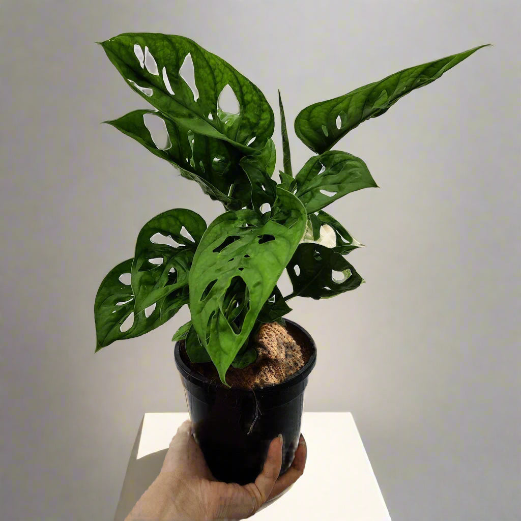 Monstera Adansonii 'Swiss Cheese Plant' in 120-140mm pot