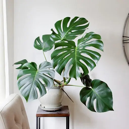 monstera plant with pot Monstera in 200mm pot – Botanicah