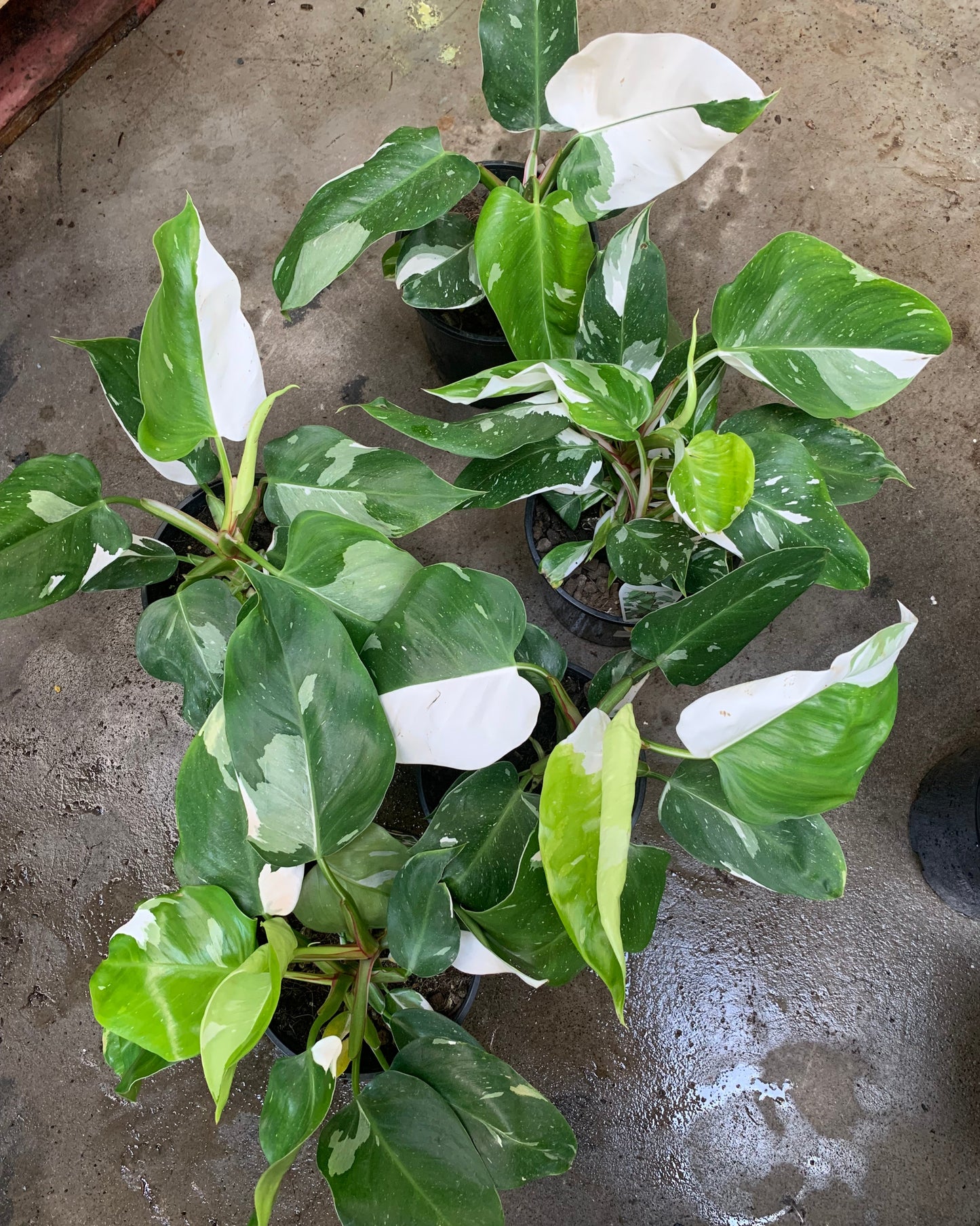 Philodendron White Princess
