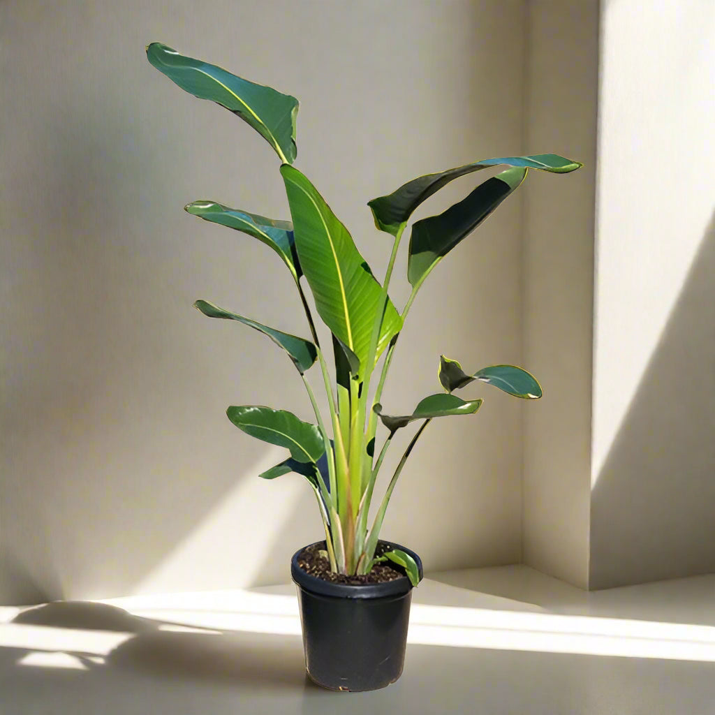 Large Bird of Paradise in 30 cm pot