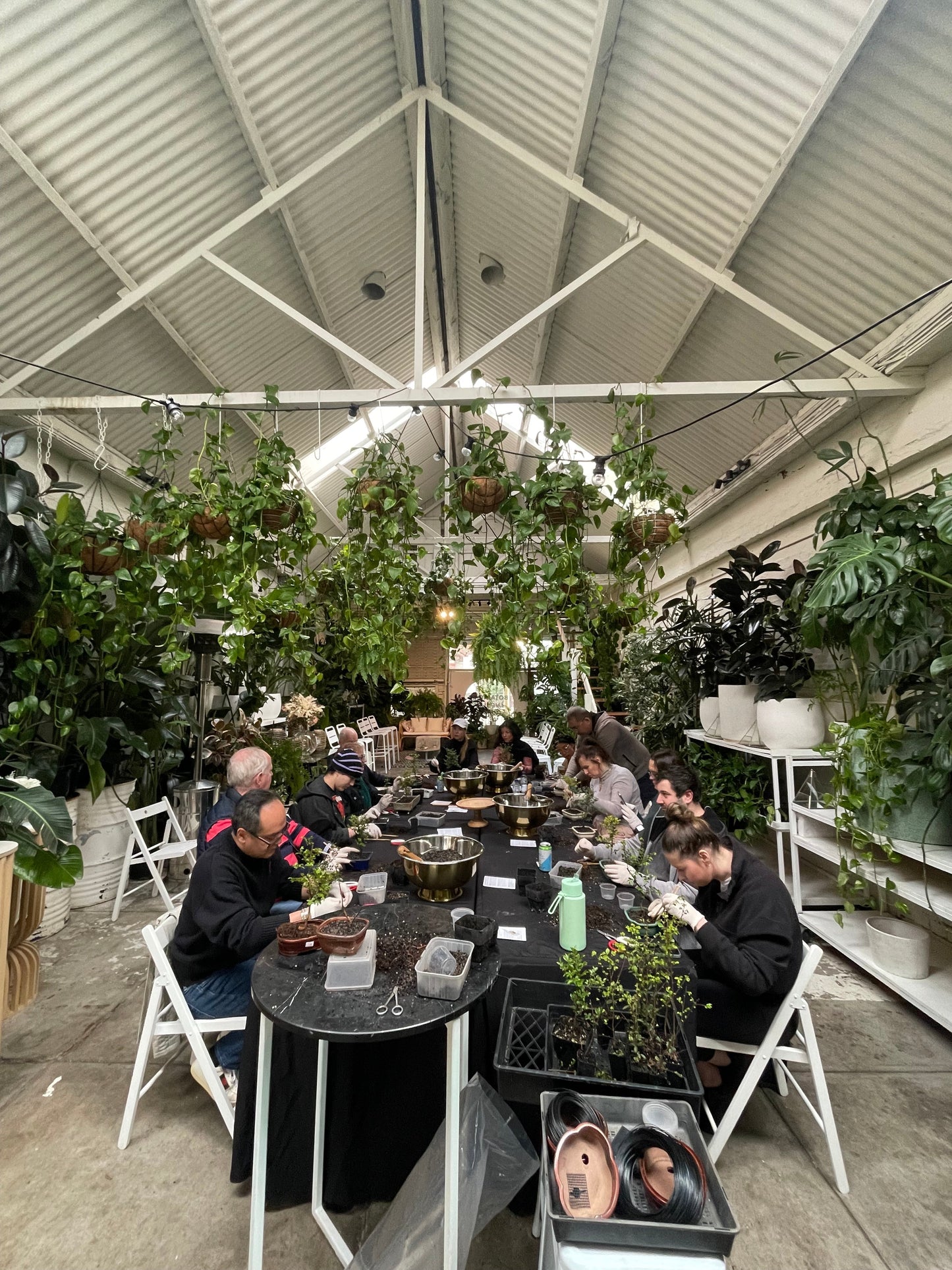 Bonsai Workshop Botanicah - Classes in Melbourne