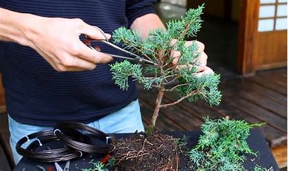 Bonsai Class for Beginners - 24th of August Sunday 10am to 11:30am
