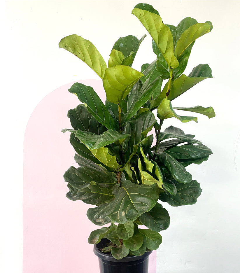 SALE - Fiddle leaf fig 1.5m-1.8m tall in 30cm pot