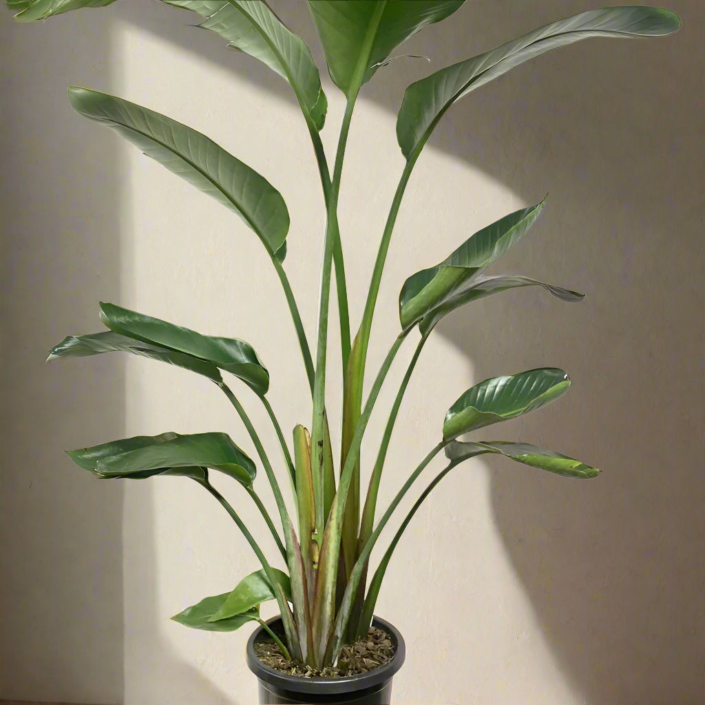 Extra large bird of paradise in 400mm pot