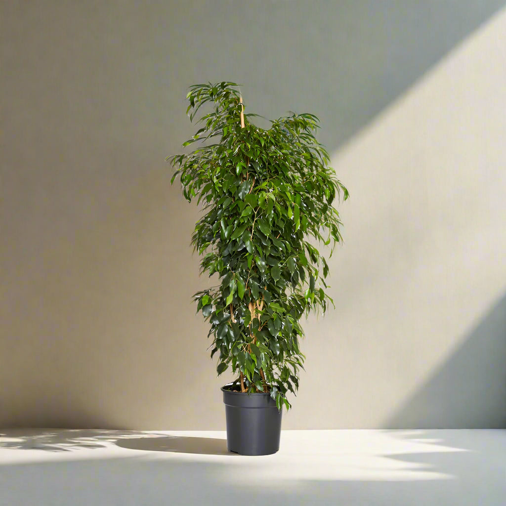 Ficus Benjamina 'Weeping Fig' in 400mm pot