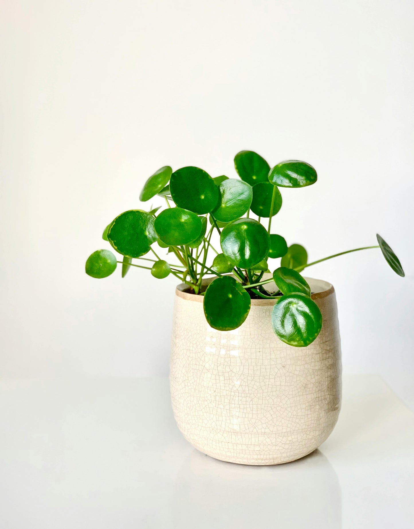 Pilea Peperomiodes (Chinese Money Plant) in 120mm Pot
